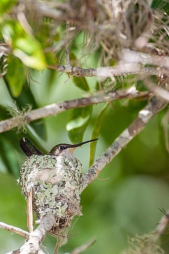 Ruby-throated hummingbird on nest-Florida Photography Print
